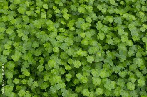 filed of green grass, Hydrocotyle