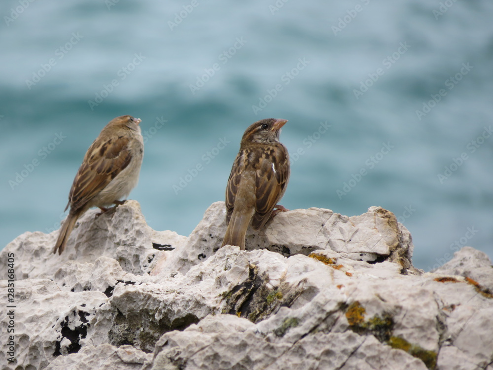 Fototapeta premium Beautiful sparrows of great beauty and nice color mugging for the camera