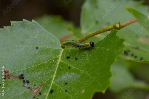 bug eating leaf