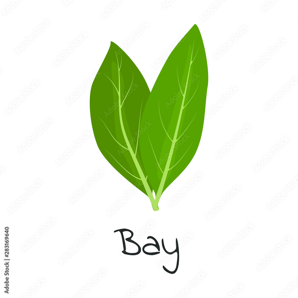 Obraz premium Bay herb isolated vector illustration.