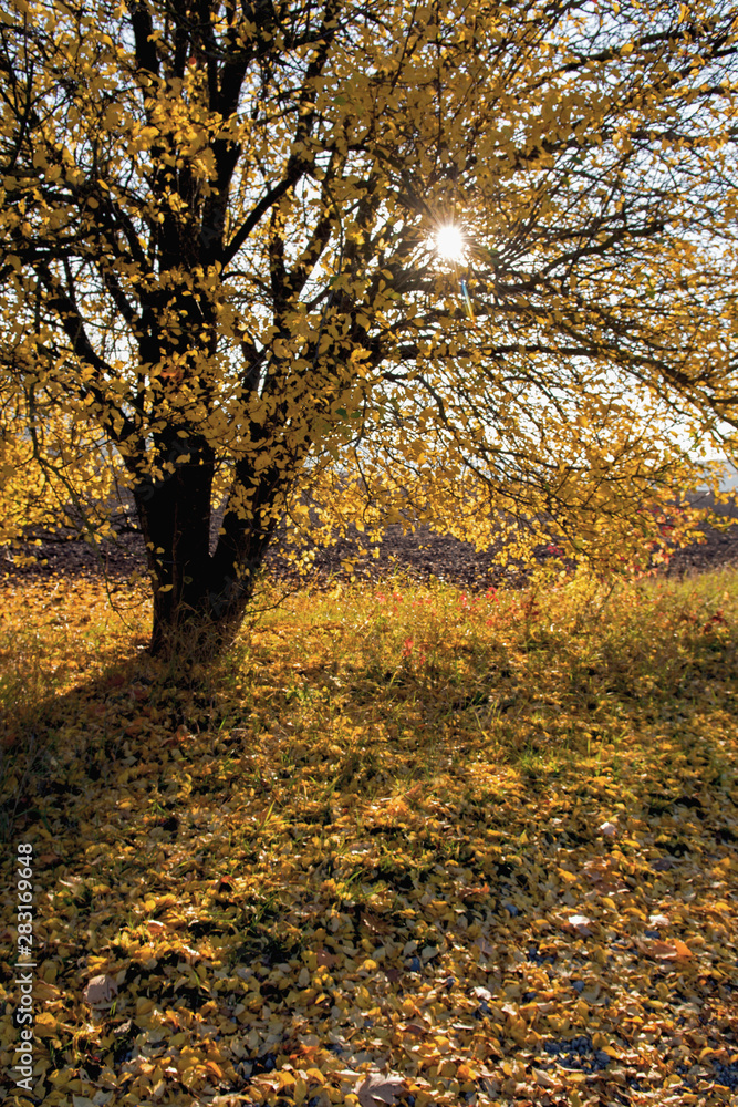 Fototapeta premium Tree with yellow autumnal leaves on the ground and morning light shining through the tree. Photograph taken in autumn in Thuringia in Germany.