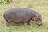 Hippopotamus grazing at a pond with water hyacinth