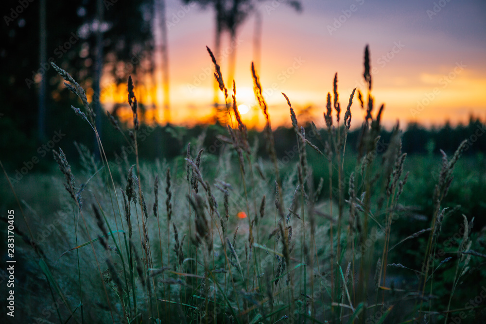 Obraz premium sunset over field