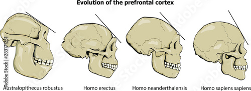 Evolution of the prefrontal cortex photo