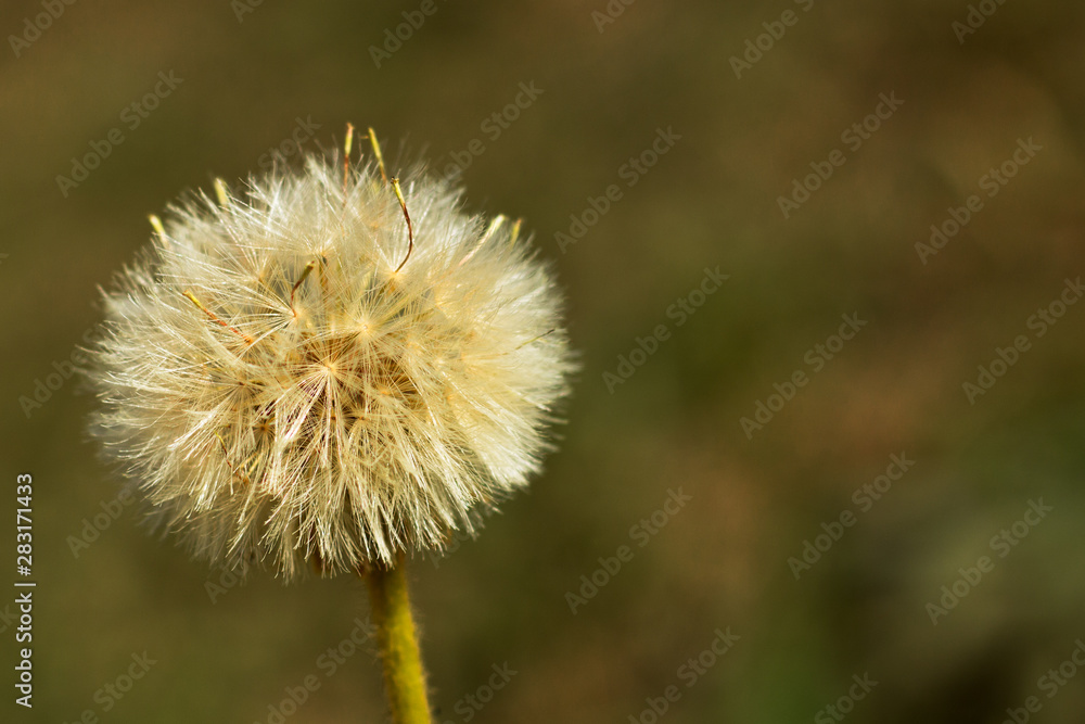 dandilion seed clsoe up, narrow depth of field, blurred background dandilion seed clsoe up, narrow depth of field, blurred background