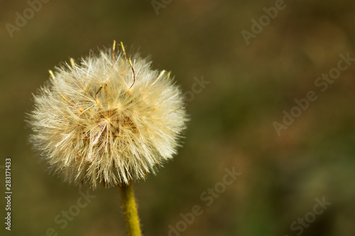 dandilion seed clsoe up  narrow depth of field  blurred background