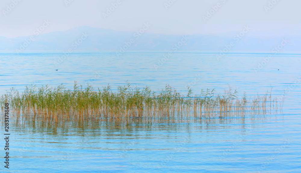 Green weeds in the blue water - Misty lake of Iznik in the morning - Iznik, Turkey