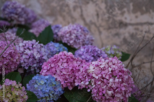 Beautiful Hydrangea (Hortensia) shrubs on Sardinia