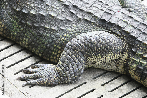 Big crocodile Foot on the farm , Thailand