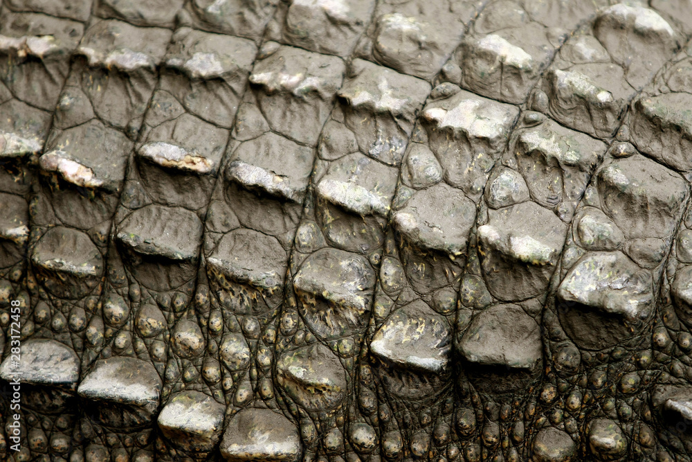 leather of Big crocodile on the farm , Thailand leather of Big crocodile on the farm , Thailand