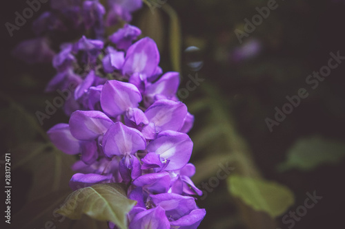 Close up of purple Wisteria flowers on Sardinia