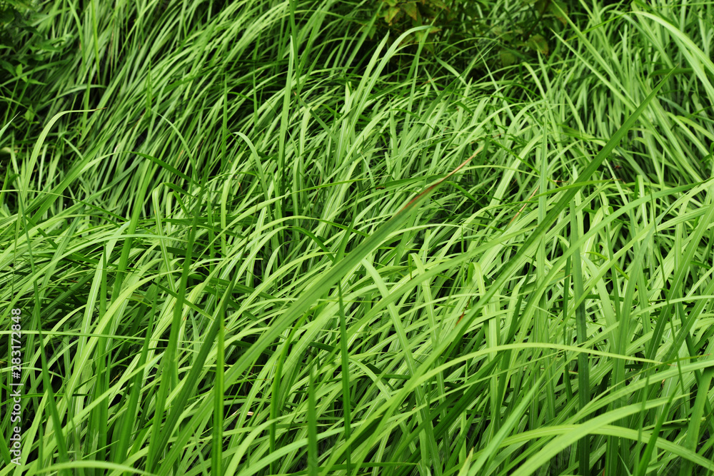 Green grass bush leaves lean in the wind, Vetiver plant field