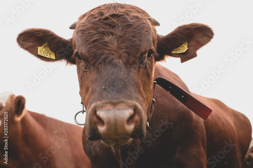 Cow portrait