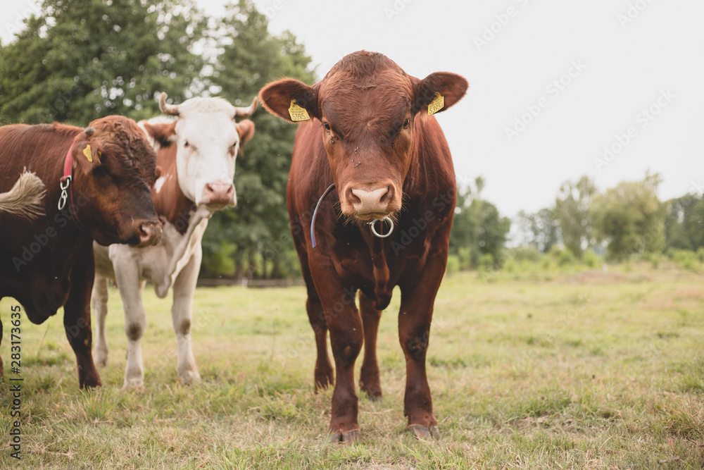 Cow Cow