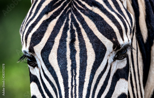 Zebra with eyelashes and clear black and white stripes