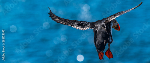 bird with red paws in flight over the blue sea