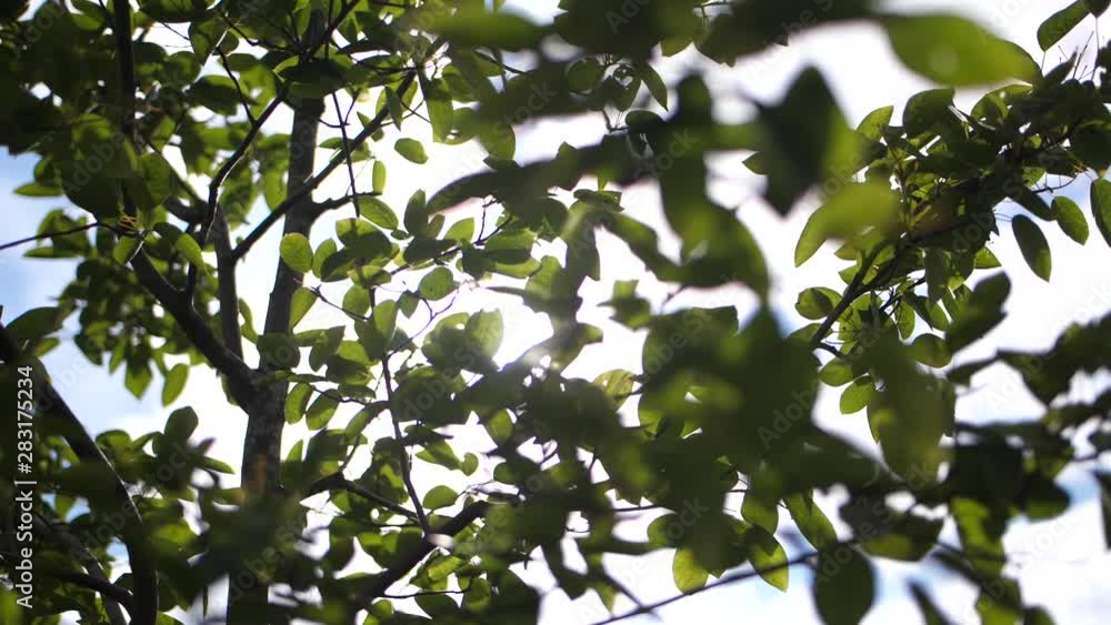 Lush, green leaves are slowly moving in the wind with the sun shining through the branches above with glimpses of sunrays. SLOW MOTION. Lush, green leaves are slowly moving in the wind with the sun shining through the branches above with glimpses of sunrays. SLOW MOTION.