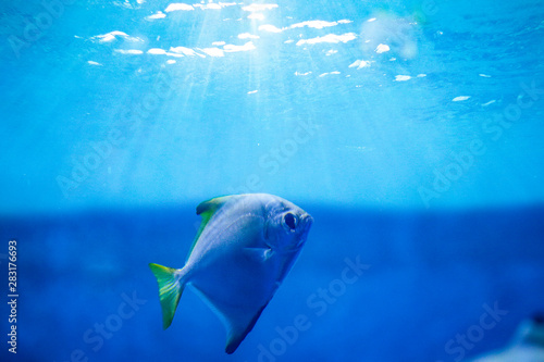 Summer background of underwater ocean and free space for your decoration.  © magdal3na