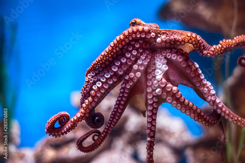 Octopus on a glass wall in aquarium photo