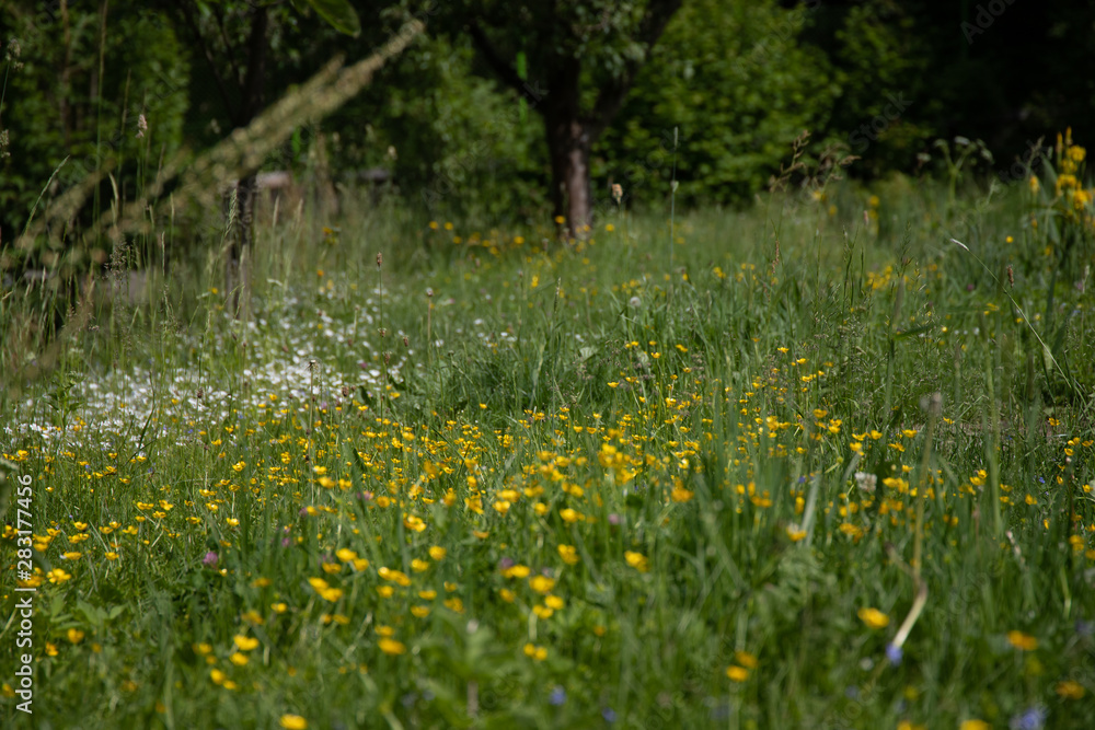 Obraz premium kolory natury