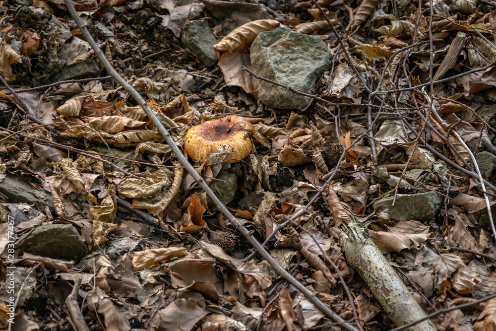 Light brown mushrooms on the forest ground 