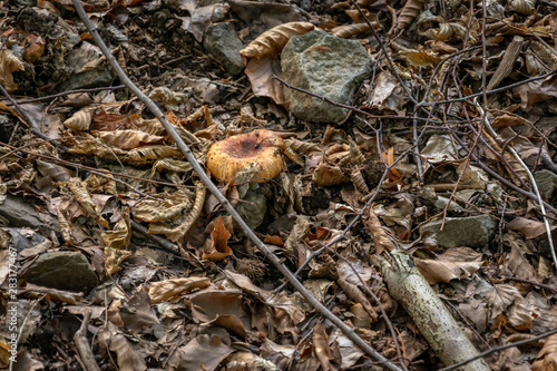 Light brown mushrooms on the forest ground 