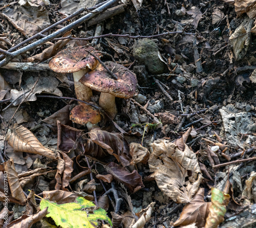 Brown mushrooms on the forest ground 