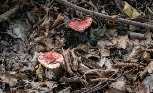 Red mushrooms on the forest ground 