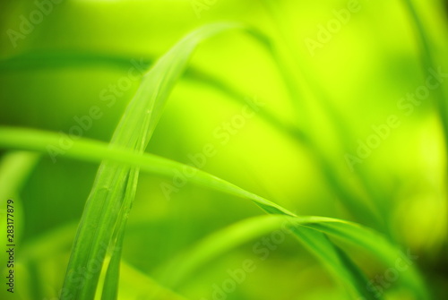 long green leaves texture