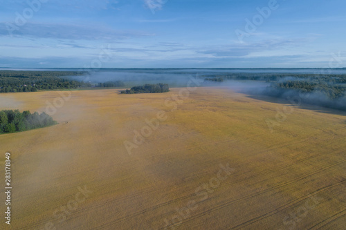 July morning over a ripening wheat field. Yaroslavl region  Russia