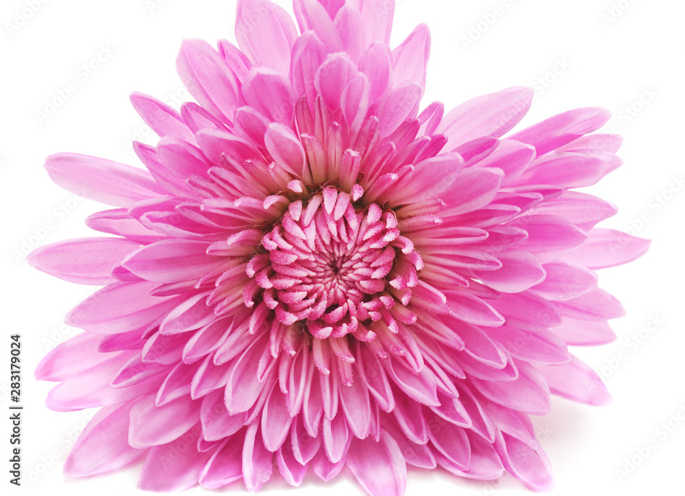 Pink beautiful chrysonthemum.