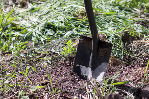 A garden black spade sticks out in the ground. Gardening is home, landscaping.