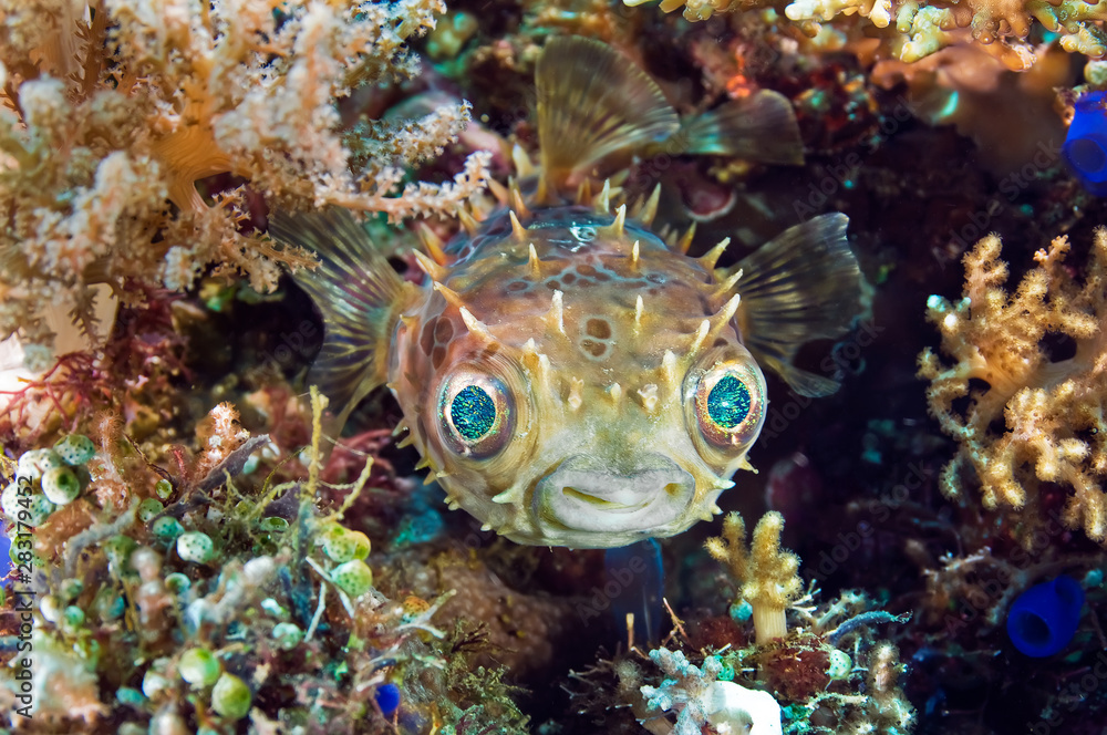 Fish Hedgehog hiding among the coral. Underwater macro photography Fish Hedgehog hiding among the coral. Underwater macro photography