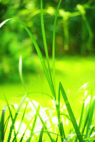 green grass