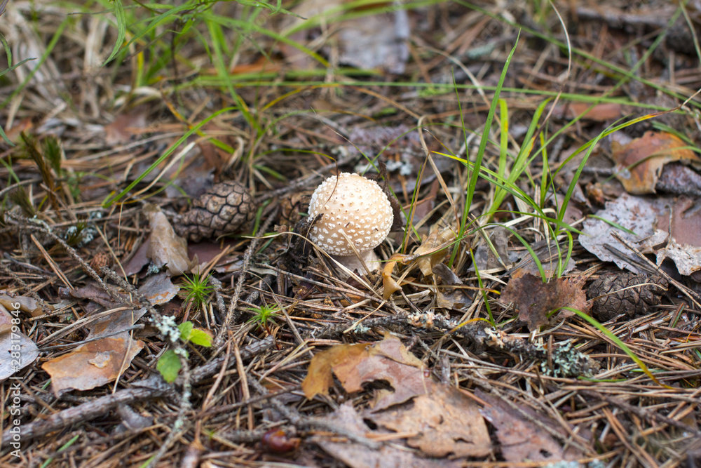 Environmental-friendly wood. The green nature of the forest and growing mushrooms. Environmental-friendly wood. The green nature of the forest and growing mushrooms.