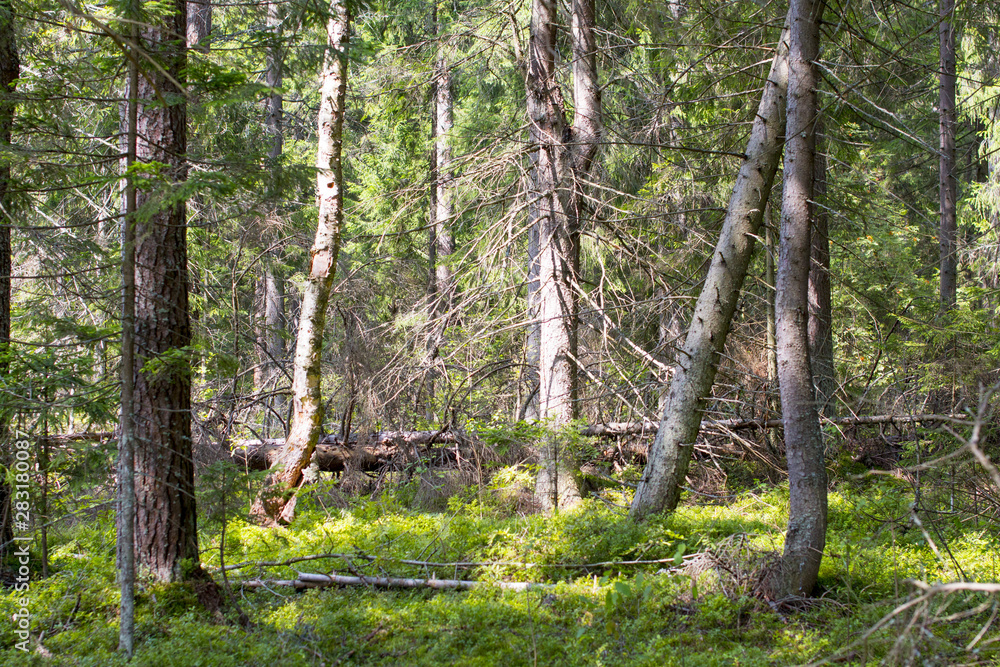 Environmental-friendly wood. The green nature of the forest. Environmental-friendly wood. The green nature of the forest.