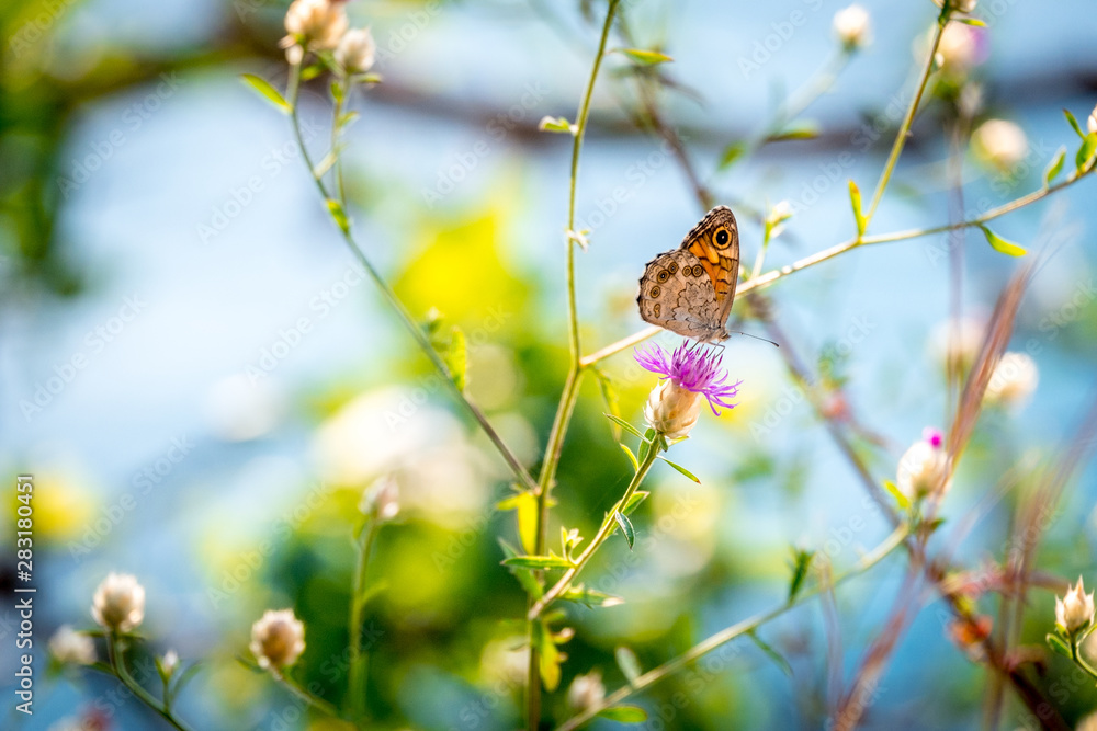 Obraz premium Wild flowers of clover and butterfly in a meadow in nature in the rays of sunlight