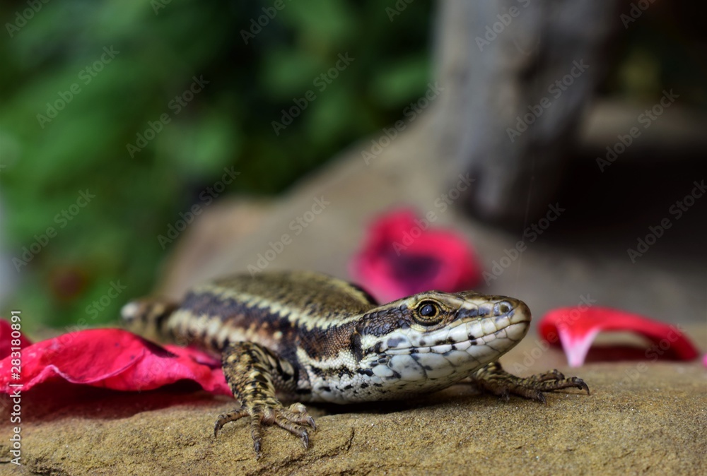 Naklejka premium lizard on a rock