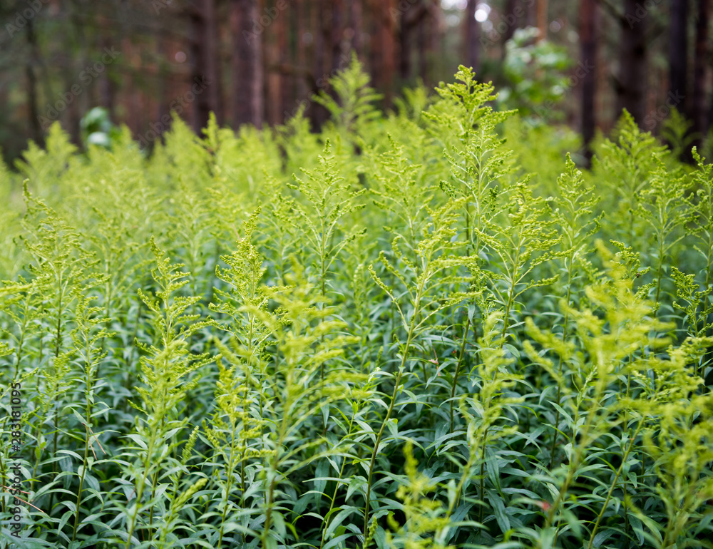 Green grass in the forest Green grass in the forest