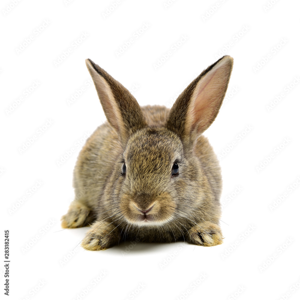 rabbit on a white background rabbit on a white background