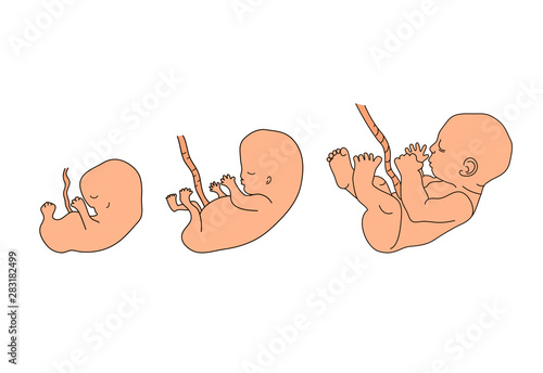 Human anatomy illustration. Pregnancy stages. Embryo development. Child in the womb. Process diagram of baby evolution. Medicine vector infographic in cartoon style. Close up view. Design concept