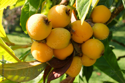 Ripe fruits of loquat on tree (Eriobotrya japonica)	