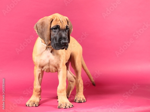 Great Dane puppy