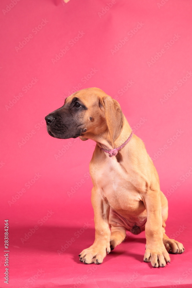 Obraz premium Great Dane puppy