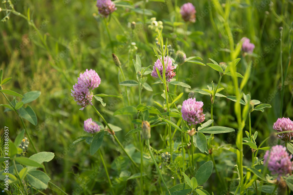 Blooming clover purple. Clover grows in a clearing and is illuminated by a warm and bright sun Blooming clover purple. Clover grows in a clearing and is illuminated by a warm and bright sun