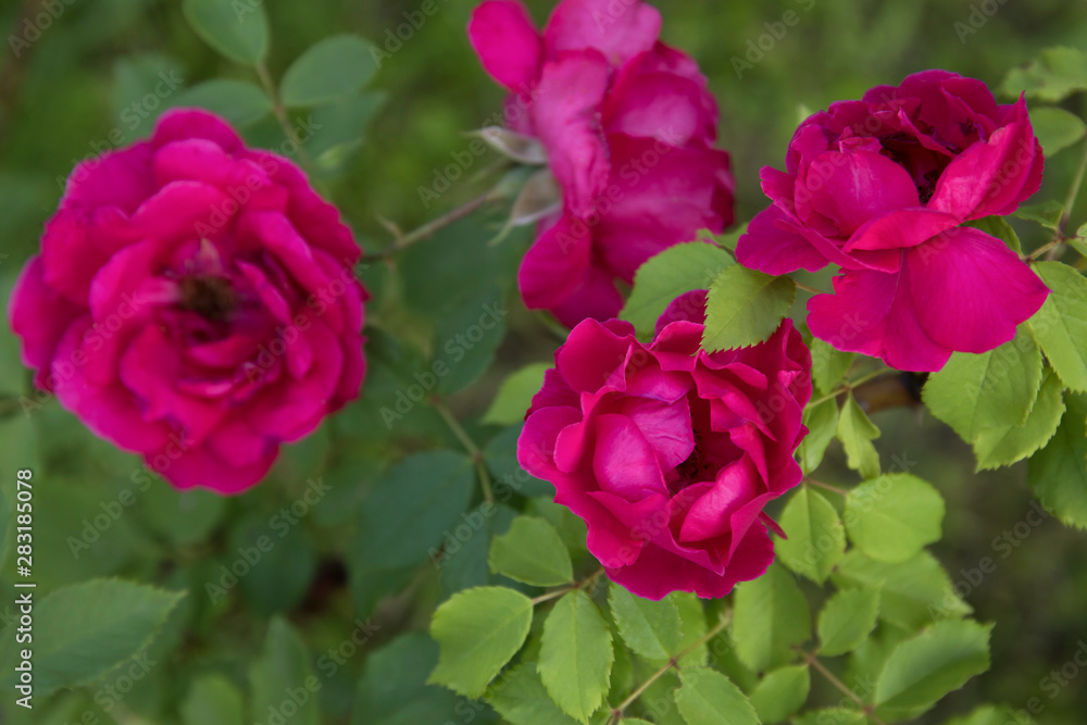Beautiful pink climbing roses in spring in the garden Beautiful pink climbing roses in spring in the garden