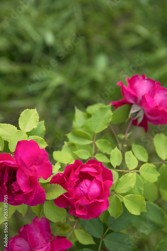 Beautiful pink climbing roses in spring in the garden