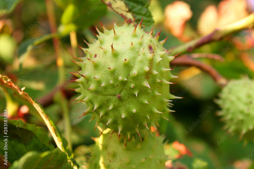 horse chestnut fruit (Aesculus hippocastanum) horse chestnut fruit (Aesculus hippocastanum)