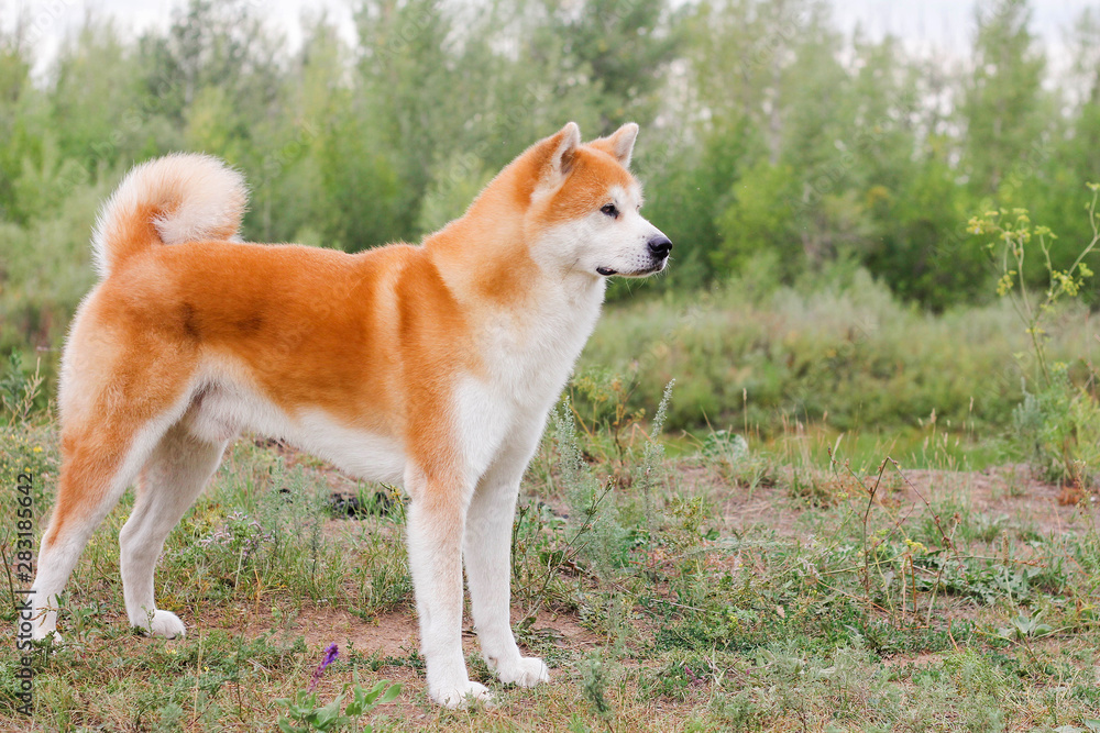 Male purebred Japanese dog Akita inu, walk in the nature Male purebred Japanese dog Akita inu, walk in the nature