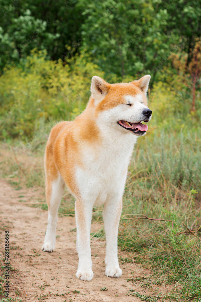 Male purebred Japanese dog Akita inu, walk in the nature